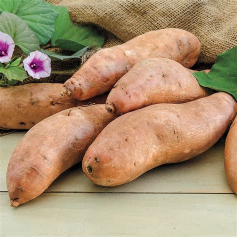 Beauregard (90-100 days) An outstanding release that is widely grown for sweetness and high yields with uniform tubers. . Georgia jet sweet potato vs beauregard